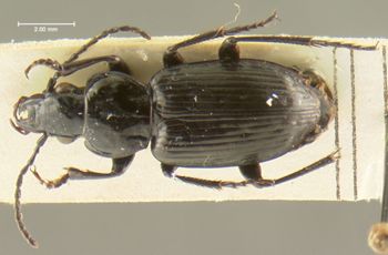 Media type: image;   Entomology 33037 Aspect: habitus dorsal view